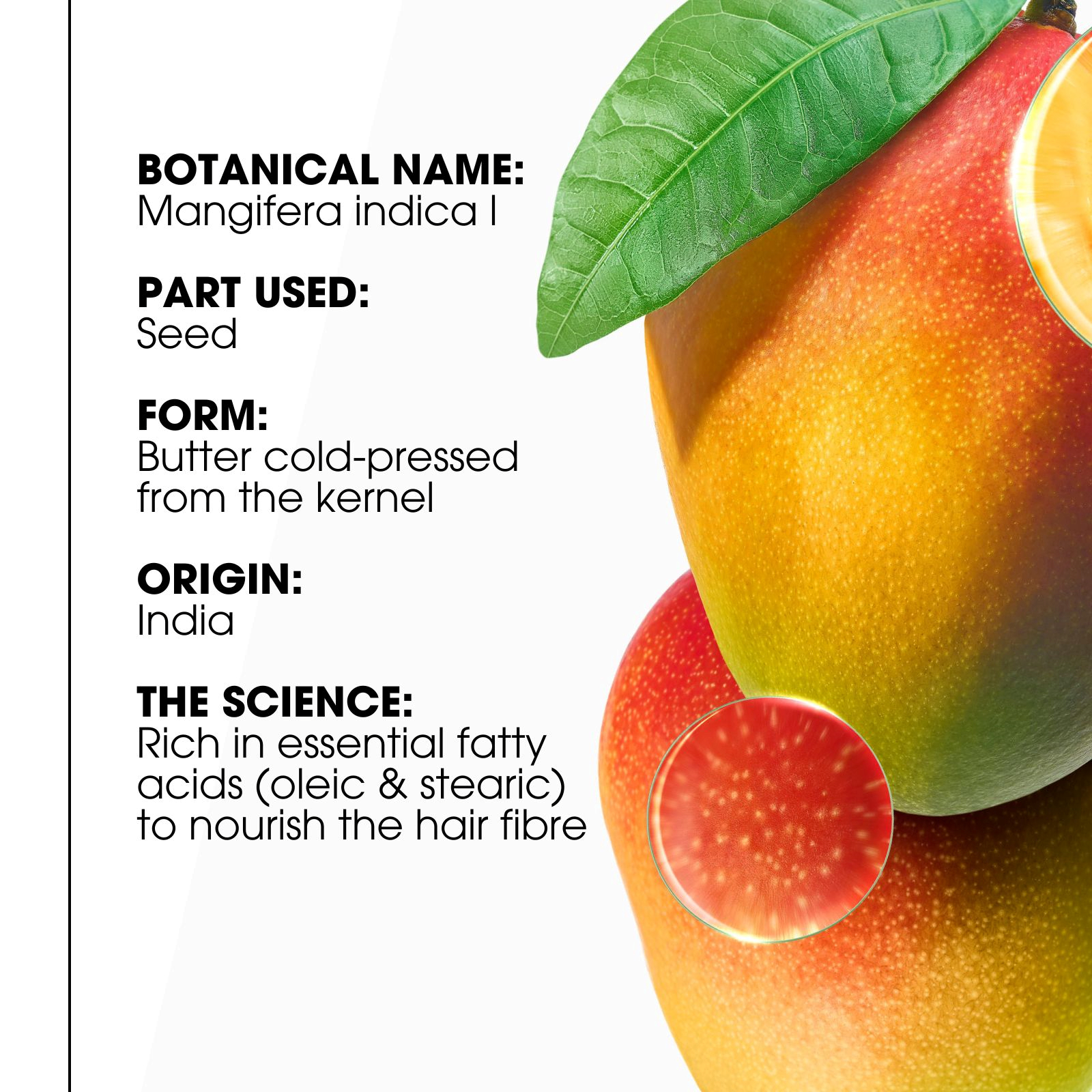 Klorane Nourishing Shampoo with Mango Butter 400ml - Image 8